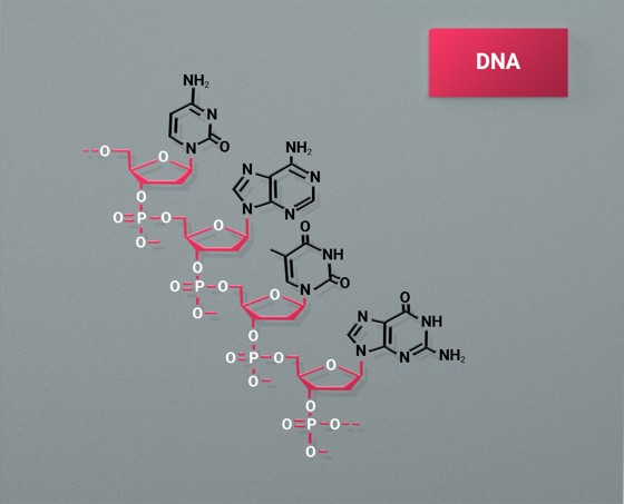 The following is the chemical structure of a DNA oligomer.
